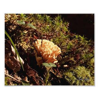 Impression Photo Magnifique Champignon de corail