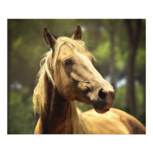 Impression Photo Magnifique cheval de palomino sauvage