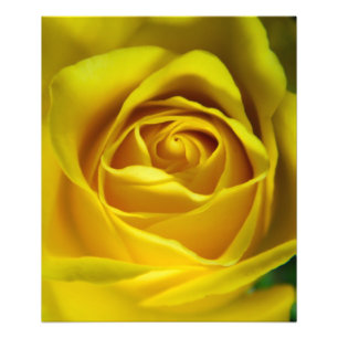 Impression Photo Magnifique image macro rose jaune