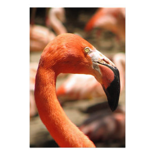 Impression Photo Magnifique Impression/Poster Flamant rose !