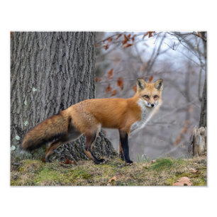 Impression Photo Magnifique M. Fox