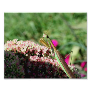 Impression Photo Magnifique Mantis Insect 10x8 Nature