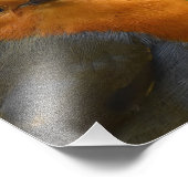 Impression Photo Magnifique Robin De Bon Regard (Coin)