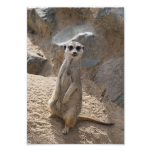 Impression Photo Magnifique suricate