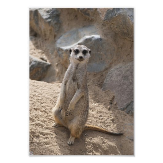 Impression Photo Magnifique suricate (Devant)