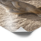 Impression Photo Magnifique suricate (Coin)