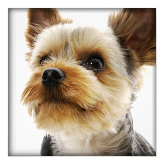 Impression Photo Magnifique Yorkshire Terrier (Devant)