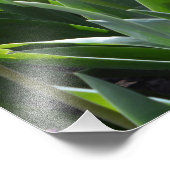 Impression Photo magnifiques fleurs de tulipe rose printanière (Coin)