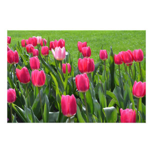 Impression Photo magnifiques tulipes roses de printemps
