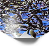 Impression Photo Magnolia, Masse des Ours (Coin)