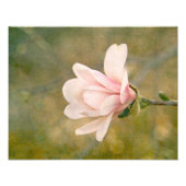 Impression Photo Magnolia Queen (Devant)