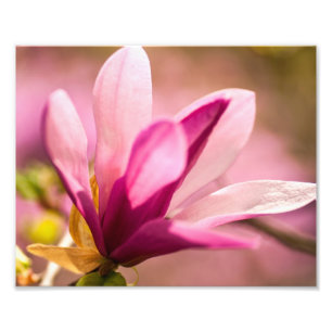 Impression Photo Magnolia rose