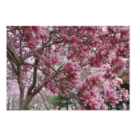 Impression Photo Magnolia rose large de 19 po x 13 po (Devant)