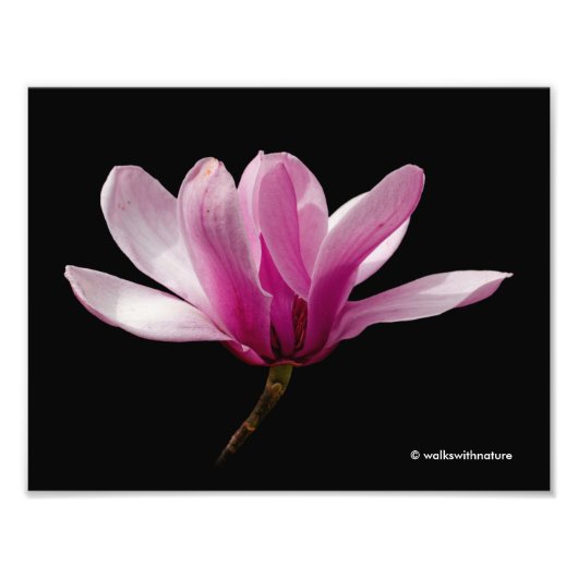 Impression Photo Magnolia rose sur noir (Devant)