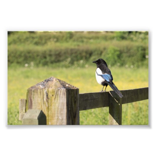 Impression Photo Magpie (Devant)