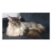 Impression Photo Maine Coon (Devant)