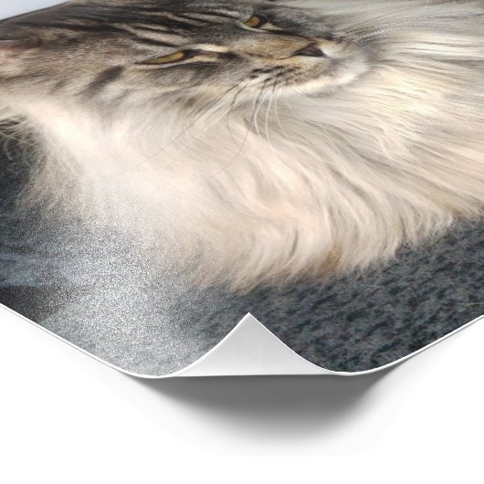 Impression Photo Maine Coon (Coin)