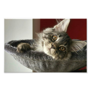 Impression photo Maine Coon Kitten