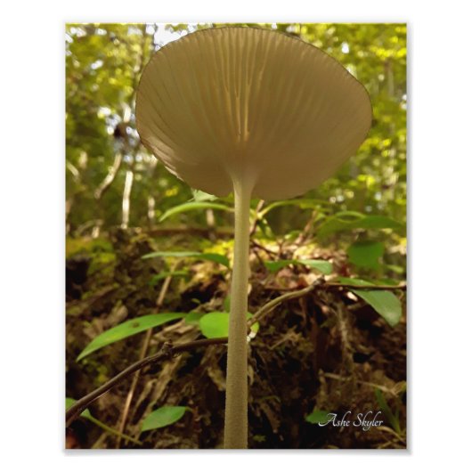 Impression Photo Majesté de la crème (Devant)