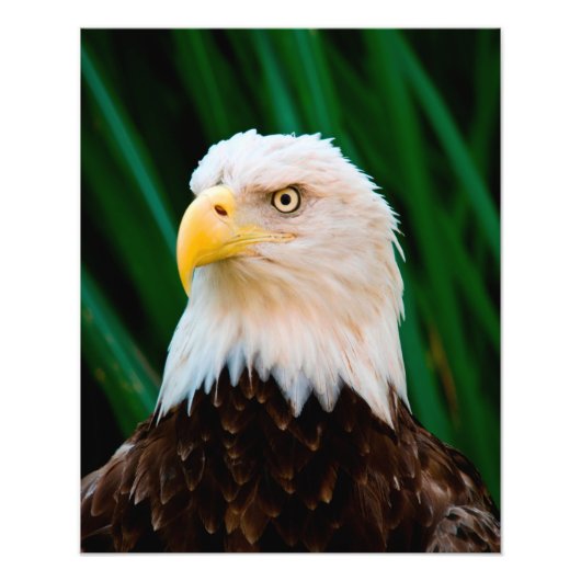 Impression Photo Majestic Bald Eagle (Devant)