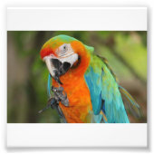 Impression Photo Majestic Macaw (Devant)