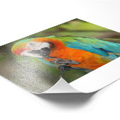 Impression Photo Majestic Macaw (Coin)