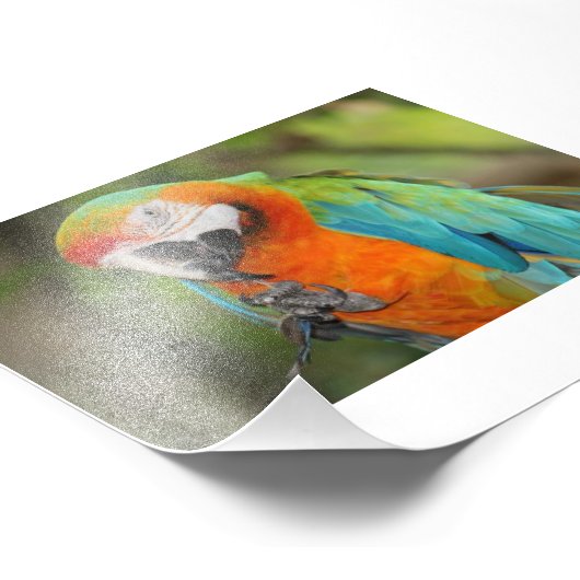 Impression Photo Majestic Macaw (Coin)