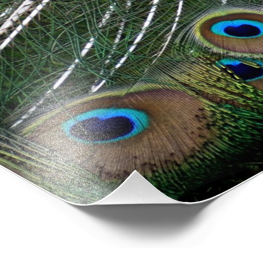 Impression Photo Majestic Peacock (Coin)