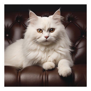 Impression Photo Majestic white cat