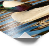 Impression Photo Male Bufflehead dans le soleil de l'après-midi (Coin)