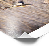Impression Photo Mallard Drake et Hen Print (Coin)