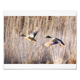 Impression Photo Mallard Drake et Hen Print