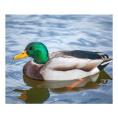 Impression Photo Mallard Duck (Devant)