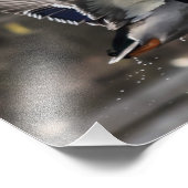 Impression Photo Mallard Duck Décollage (Coin)