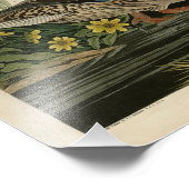 Impression Photo Mallard Duck from Audubon's Birds of America (Coin)