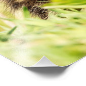 Impression Photo Mallard Duckling (Coin)