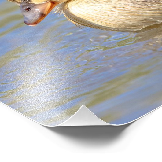 Impression Photo Mallard Duckling (Coin)