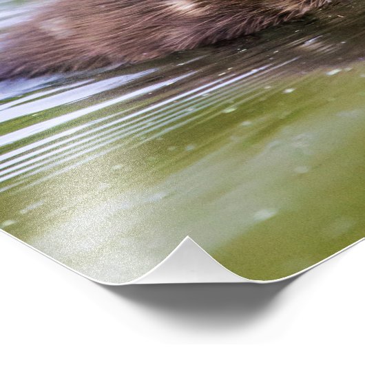 Impression Photo Mallard Duckling (Coin)