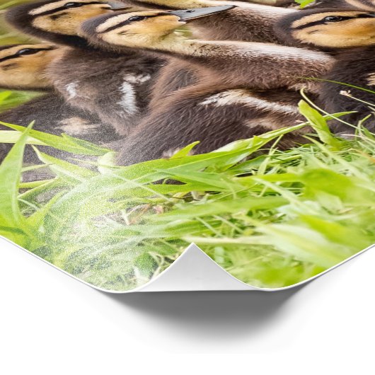 Impression Photo Mallard Ducklings (Coin)