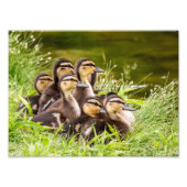 Impression Photo Mallard Ducklings (Devant)