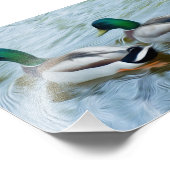 Impression Photo Mallard Ducks (Coin)