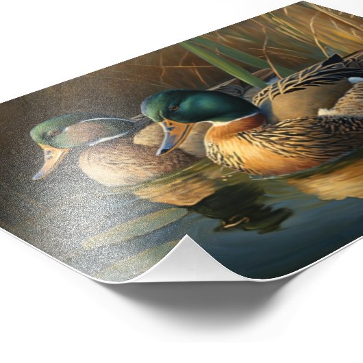 Impression Photo Mallard Ducks (Coin)