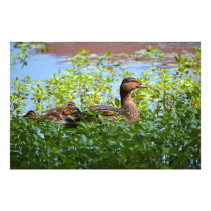 Impression Photo Mallard et canettes-Natation par Shirley Taylor