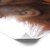 Impression Photo Maman et bébé Orangutan (Coin)