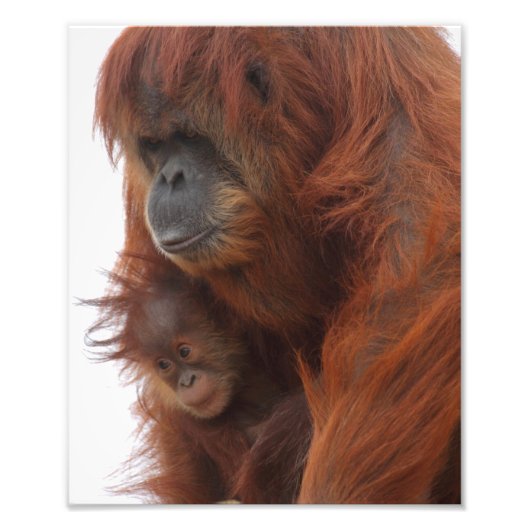 Impression Photo Maman et bébé Orangutan (Devant)