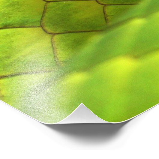 Impression Photo Mamba Dendroaspis Angusticeps (Coin)