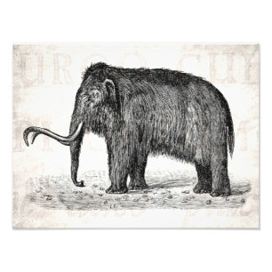Impression Photo Mammouths Wooly d'illustration vintage de mammouth