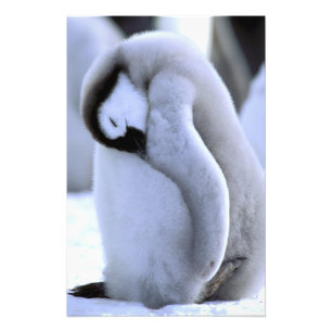 Impression Photo Manchot Péninsule Antarctique, Mer de Weddell