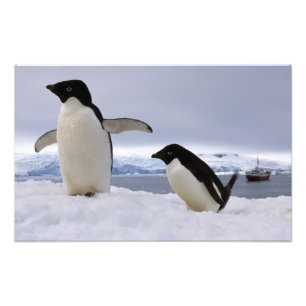 Impression Photo Manchots Adélie Antarctique