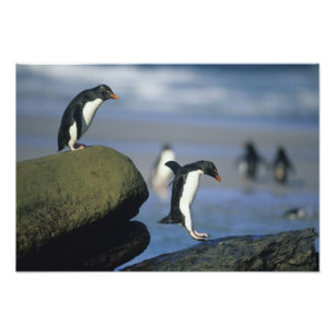 Impression Photo Manchots bouclés, Eudyptes chrysocome),